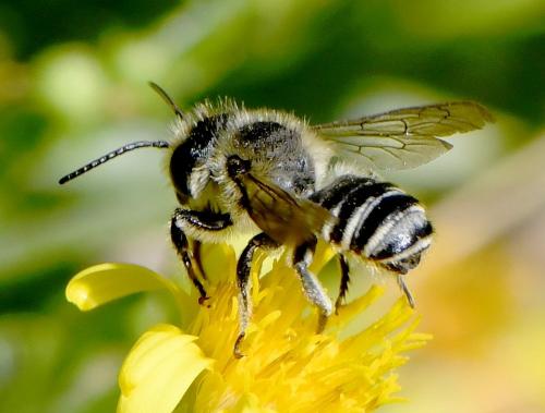 Megachile sp.
